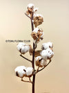 Cotton branches, Cotton, Gossypium, organic, Tischdekoration, Deco, Baumwolle, Baumwollzweige, bavlna, organic plants, for sale at TOMs FLOWer CLUB.