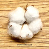 Cotton branches, Cotton, Gossypium, organic, Tischdekoration, Deco, Baumwolle, Baumwollzweige, bavlna, organic plants, for sale at TOMs FLOWer CLUB.