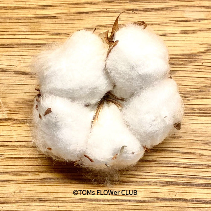 Cotton branches, Cotton, Gossypium, organic, Tischdekoration, Deco, Baumwolle, Baumwollzweige, bavlna, organic plants, for sale at TOMs FLOWer CLUB.