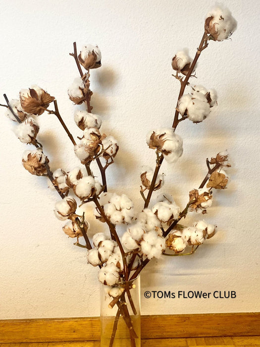 Cotton branches, Cotton, Gossypium, organic, Tischdekoration, Deco, Baumwolle, Baumwollzweige, bavlna, organic plants, for sale at TOMs FLOWer CLUB.