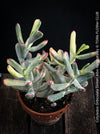 Cotyledon Orbiculata Dinteri Albo Variegata, organically grown succulent plants for sale at TOMs FLOWer CLUB