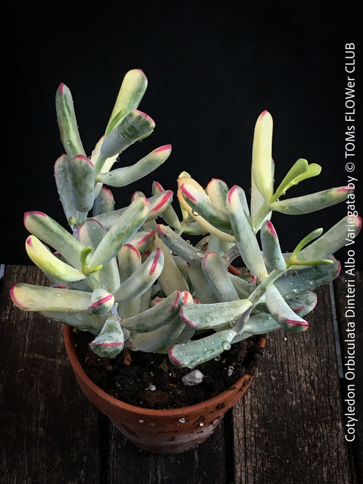 Cotyledon Orbiculata Dinteri Albo Variegata, organically grown succulent plants for sale at TOMs FLOWer CLUB