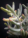 Cotyledon Orbiculata Dinteri Albo Variegata, organically grown succulent plants for sale at TOMs FLOWer CLUB