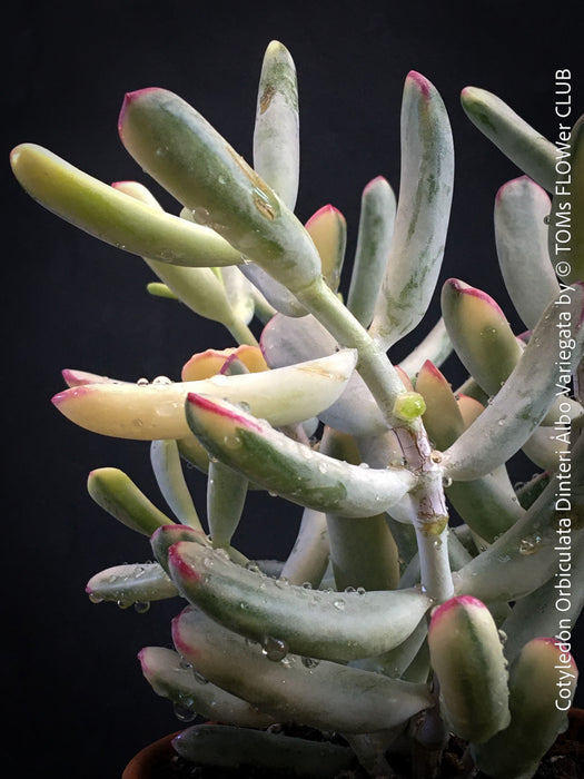 Cotyledon Orbiculata Dinteri Albo Variegata, organically grown succulent plants for sale at TOMs FLOWer CLUB