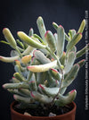 Cotyledon Orbiculata Dinteri Albo Variegata, organically grown succulent plants for sale at TOMs FLOWer CLUB