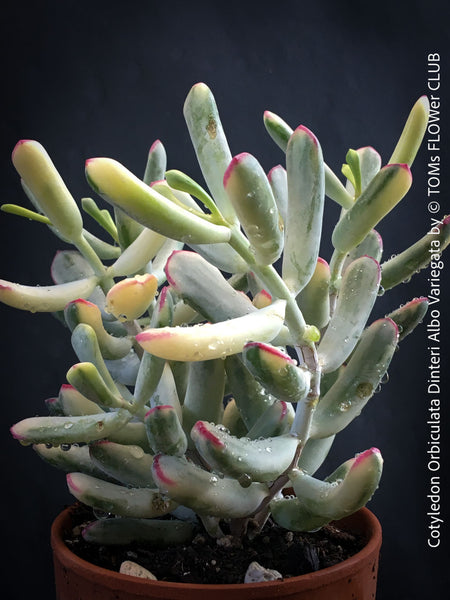 Cotyledon Orbiculata Dinteri Albo Variegata, organically grown succulent plants for sale at TOMs FLOWer CLUB