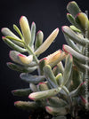 Cotyledon Orbiculata Dinteri Albo Variegata, organically grown succulent plants for sale at TOMs FLOWer CLUB