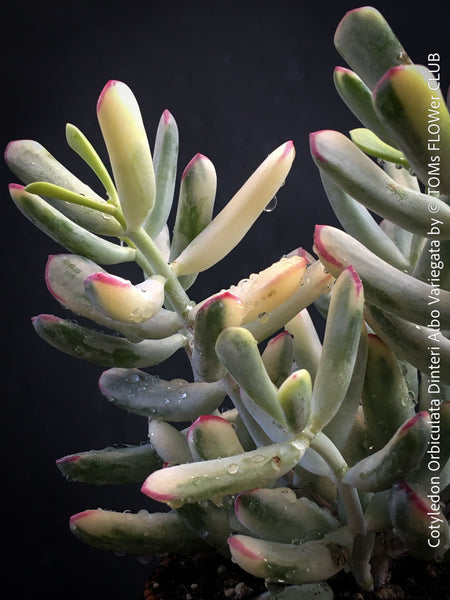 Cotyledon Orbiculata Dinteri Albo Variegata, organically grown succulent plants for sale at TOMs FLOWer CLUB