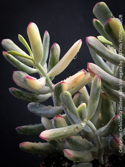 Cotyledon Orbiculata Dinteri Albo Variegata, organically grown succulent plants for sale at TOMs FLOWer CLUB