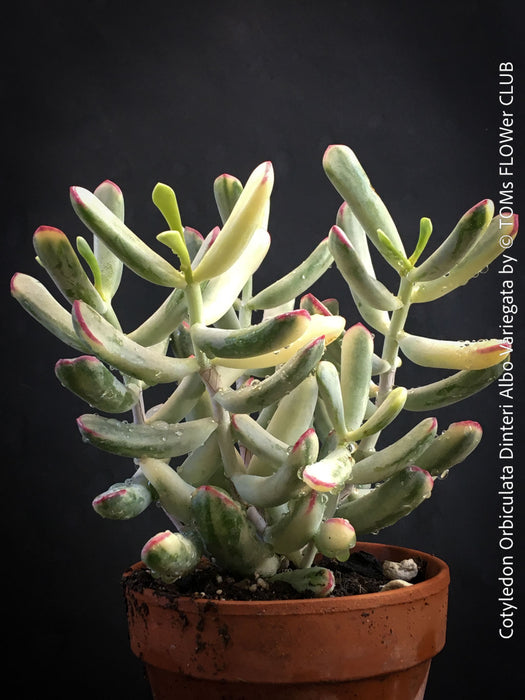 Cotyledon Orbiculata Dinteri Albo Variegata, organically grown succulent plants for sale at TOMs FLOWer CLUB