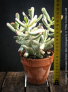 Cotyledon Orbiculata Dinteri Albo Variegata, organically grown succulent plants for sale at TOMs FLOWer CLUB