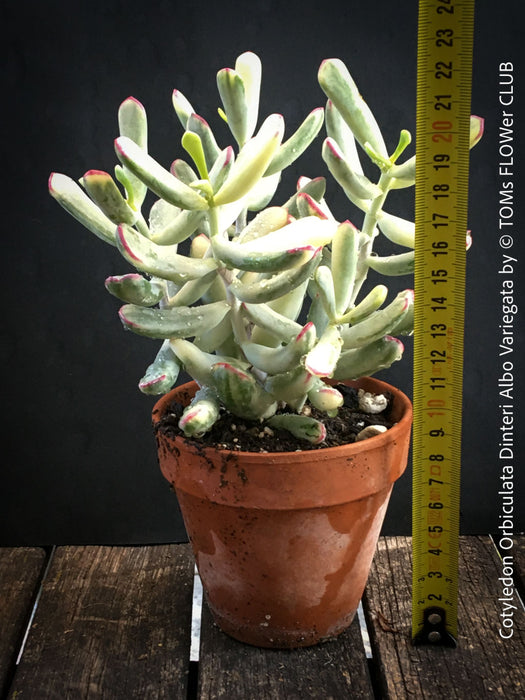 Cotyledon Orbiculata Dinteri Albo Variegata, organically grown succulent plants for sale at TOMs FLOWer CLUB