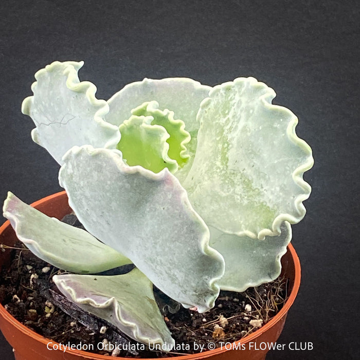 Cotyledon Orbiculata Undulata