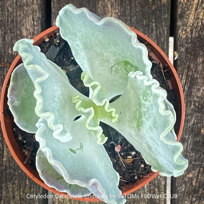 Cotyledon Orbiculata Undulata