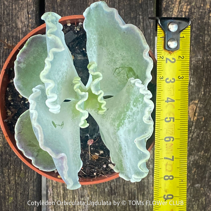 Cotyledon Orbiculata Undulata