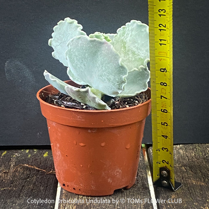 Cotyledon Orbiculata Undulata