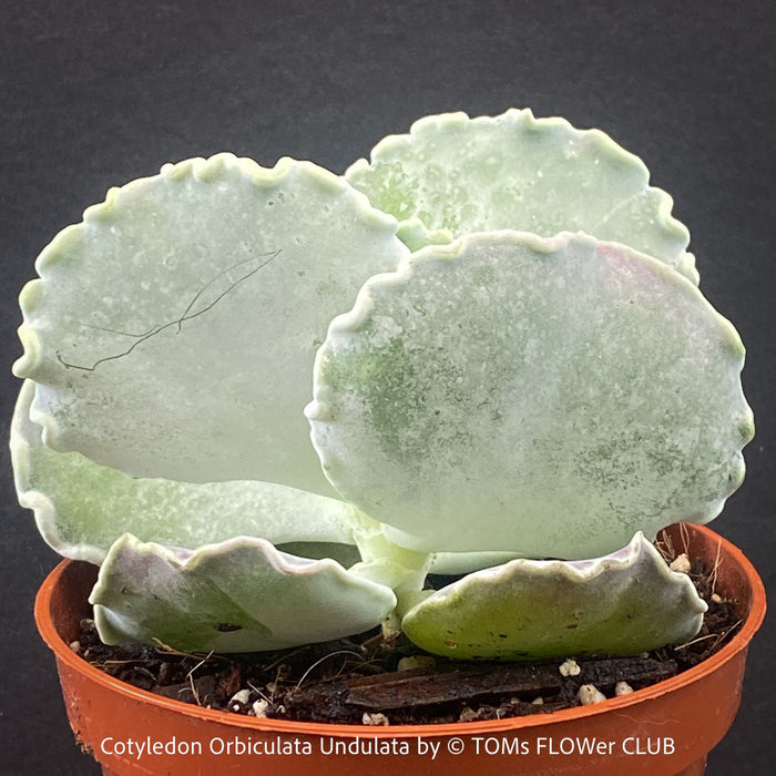 Cotyledon Orbiculata Undulata