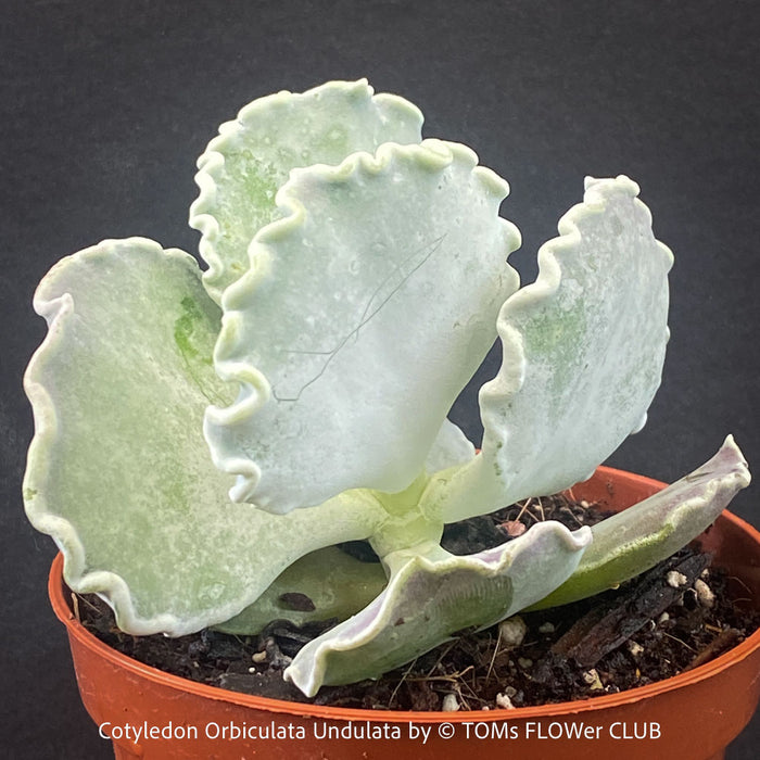 Cotyledon Orbiculata Undulata