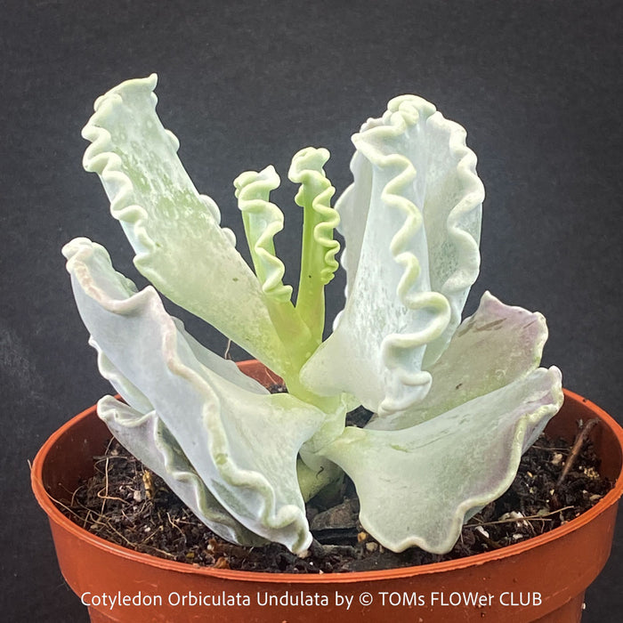 Cotyledon Orbiculata Undulata