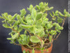 Cotyledon tomentosa ladismithiensis, organically grown succulent plants for sale at TOMs FLOWer CLUB