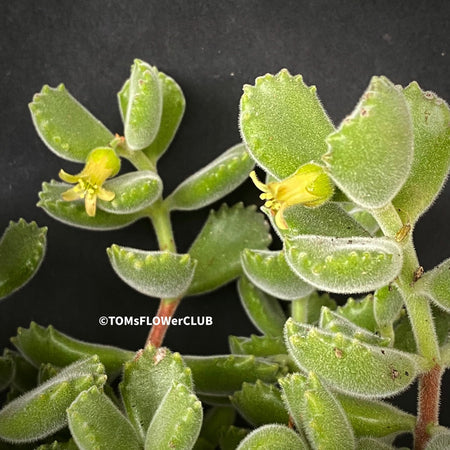 Cotyledon tomentosa ladismithiensis, organically grown succulent plants for sale at TOMs FLOWer CLUB