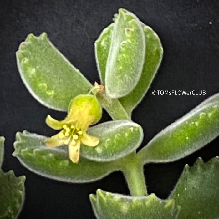 Cotyledon tomentosa ladismithiensis, organically grown succulent plants for sale at TOMs FLOWer CLUB
