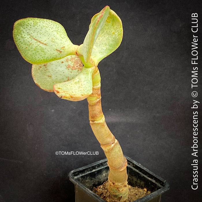 Crassula Arborescens, Jade bush, Money tree, Geldbaum, organically grown sun loving succulent plants for sale at TOMs FLOWer CLUB.