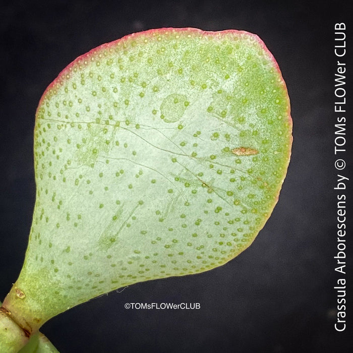 Crassula Arborescens, Jade bush, Money tree, Geldbaum, organically grown sun loving succulent plants for sale at TOMs FLOWer CLUB.