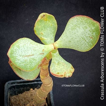 Crassula Arborescens, Jade bush, Money tree, Geldbaum, organically grown sun loving succulent plants for sale at TOMs FLOWer CLUB.