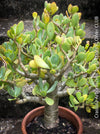Crassula Arborescens, Jade bush, Money tree, Geldbaum, organically grown sun loving succulent plants for sale at TOMs FLOWer CLUB.