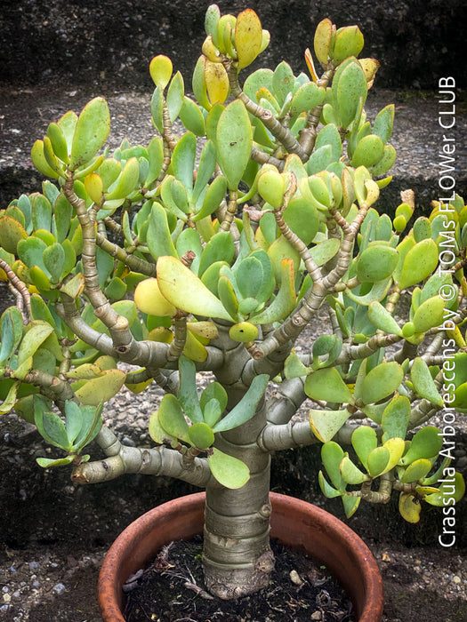 Crassula Arborescens, Jade bush, Money tree, Geldbaum, organically grown sun loving succulent plants for sale at TOMs FLOWer CLUB.