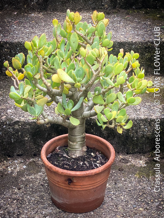 Crassula Arborescens, Jade bush, Money tree, Geldbaum, organically grown sun loving succulent plants for sale at TOMs FLOWer CLUB.