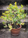 Crassula Arborescens, Jade bush, Money tree, Geldbaum, organically grown sun loving succulent plants for sale at TOMs FLOWer CLUB.