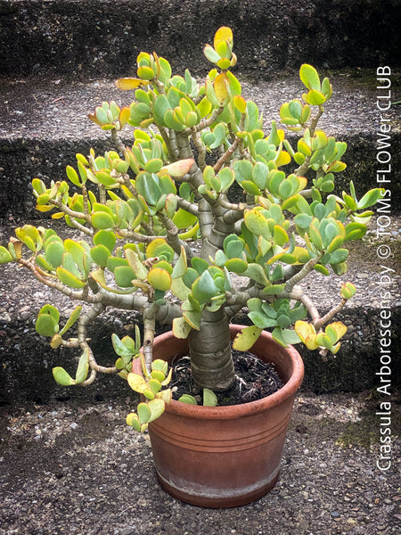 Crassula Arborescens, Jade bush, Money tree, Geldbaum, organically grown sun loving succulent plants for sale at TOMs FLOWer CLUB.