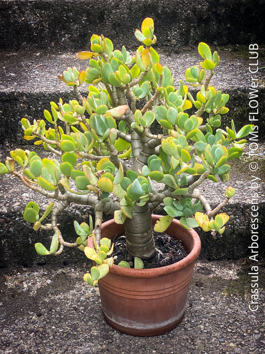 Crassula Arborescens, Jade bush, Money tree, Geldbaum, organically grown sun loving succulent plants for sale at TOMs FLOWer CLUB.