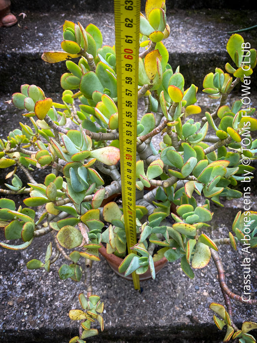 Crassula Arborescens, Jade bush, Money tree, Geldbaum, organically grown sun loving succulent plants for sale at TOMs FLOWer CLUB.
