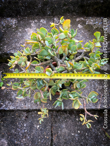 Crassula Arborescens, Jade bush, Money tree, Geldbaum, organically grown sun loving succulent plants for sale at TOMs FLOWer CLUB.