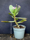 Crassula Arborescens Undulatifolia, organically grown sun loving succulent plants for sale at TOMs FLOWer CLUB.