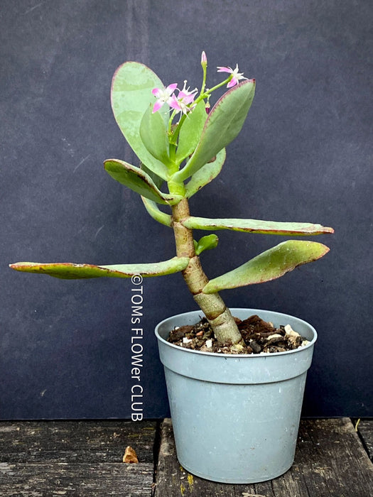 Crassula Arborescens Undulatifolia, organically grown sun loving succulent plants for sale at TOMs FLOWer CLUB.