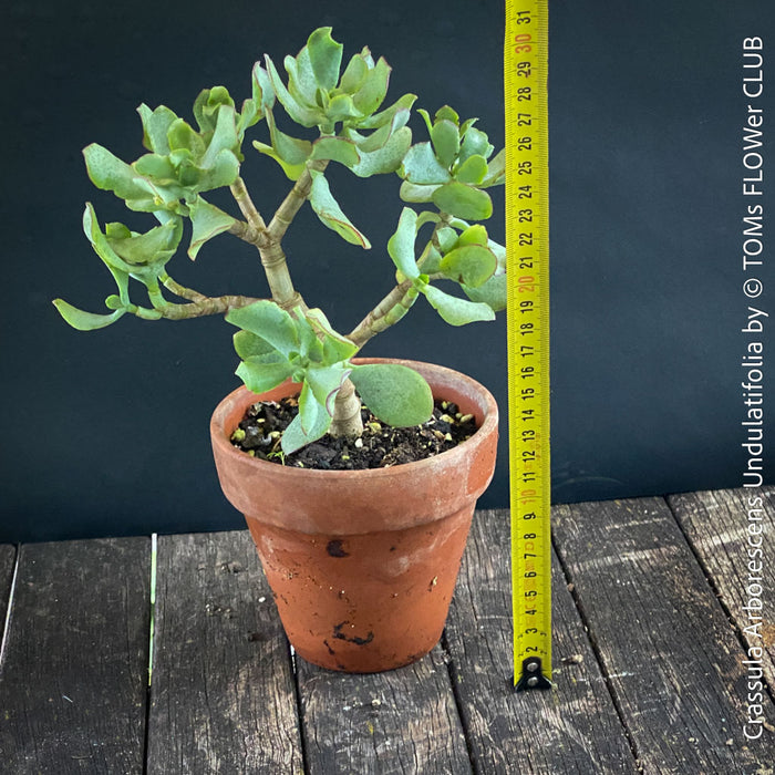 Crassula Arborescens Undulatifolia bonsai tree in clay pot, organically grown sun loving succulent plants for sale at TOMs FLOWer CLUB.