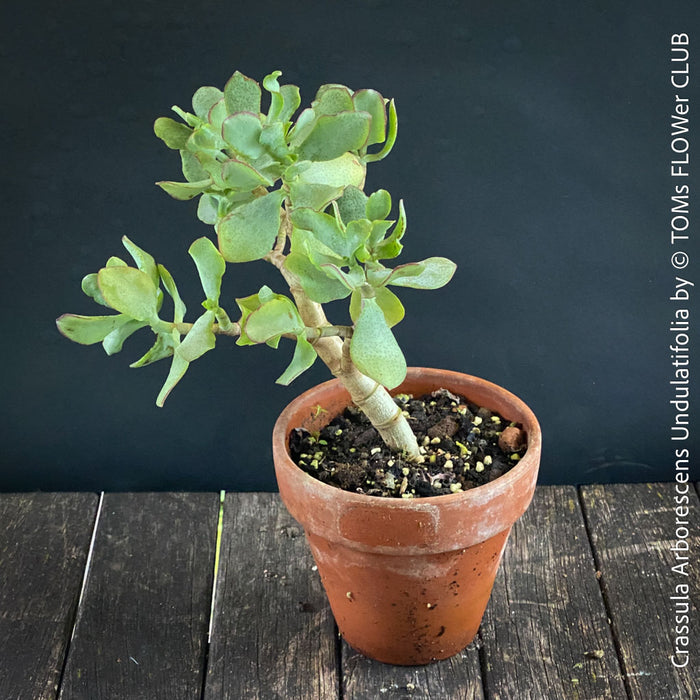 Crassula Arborescens Undulatifolia bonsai tree in clay pot, organically grown sun loving succulent plants for sale at TOMs FLOWer CLUB.