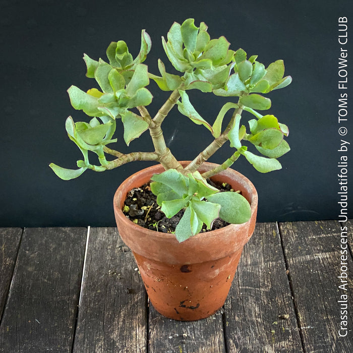 Crassula Arborescens Undulatifolia bonsai tree in clay pot, organically grown sun loving succulent plants for sale at TOMs FLOWer CLUB.