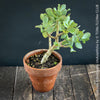 Crassula Arborescens Undulatifolia bonsai tree in clay pot, organically grown sun loving succulent plants for sale at TOMs FLOWer CLUB.