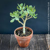 Crassula Arborescens Undulatifolia bonsai tree in clay pot, organically grown sun loving succulent plants for sale at TOMs FLOWer CLUB.