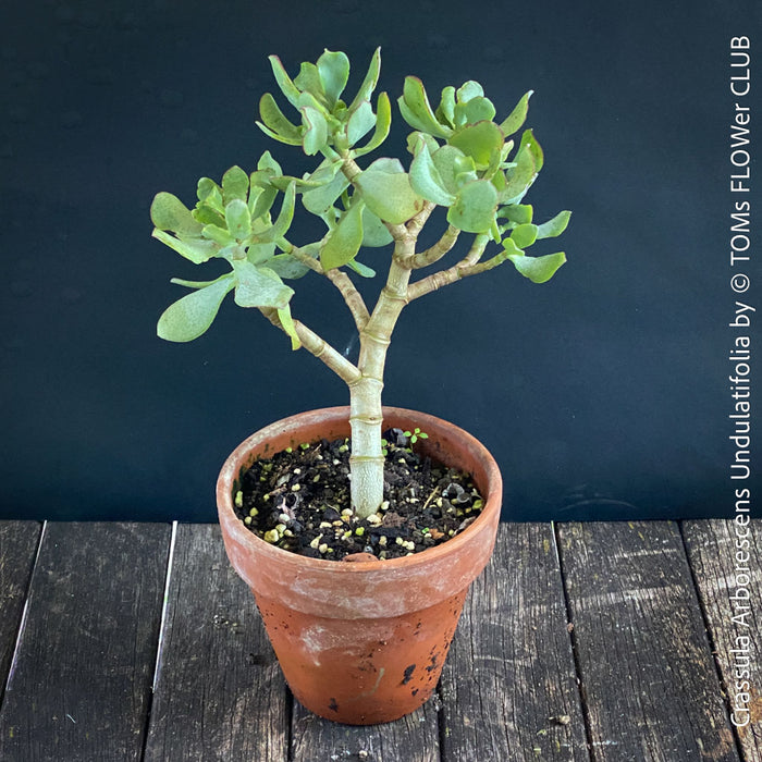 Crassula Arborescens Undulatifolia bonsai tree in clay pot, organically grown sun loving succulent plants for sale at TOMs FLOWer CLUB.