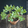 Crassula Arborescens Undulatifolia bonsai tree in clay pot, organically grown sun loving succulent plants for sale at TOMs FLOWer CLUB.