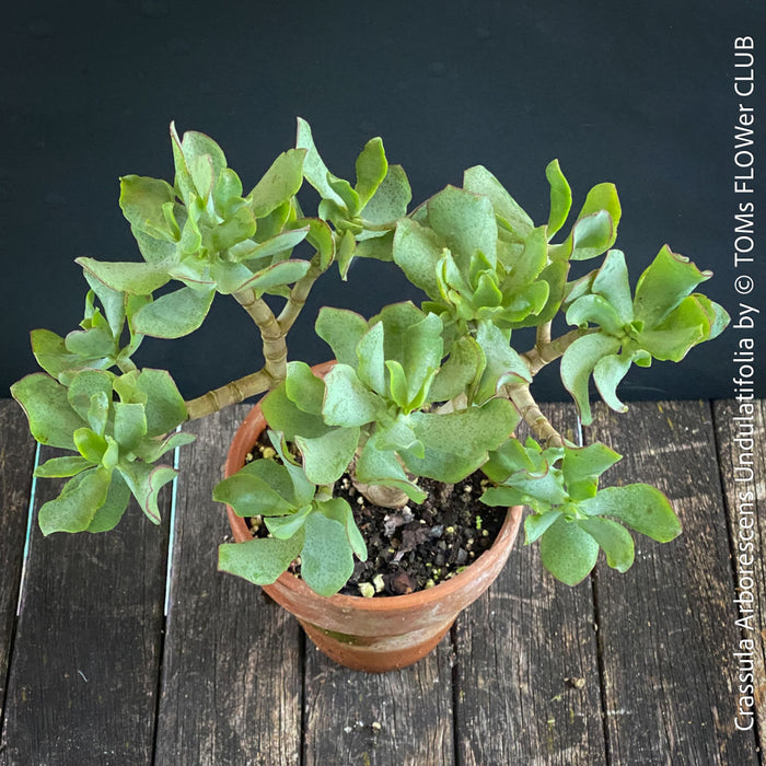 Crassula Arborescens Undulatifolia bonsai tree in clay pot, organically grown sun loving succulent plants for sale at TOMs FLOWer CLUB.