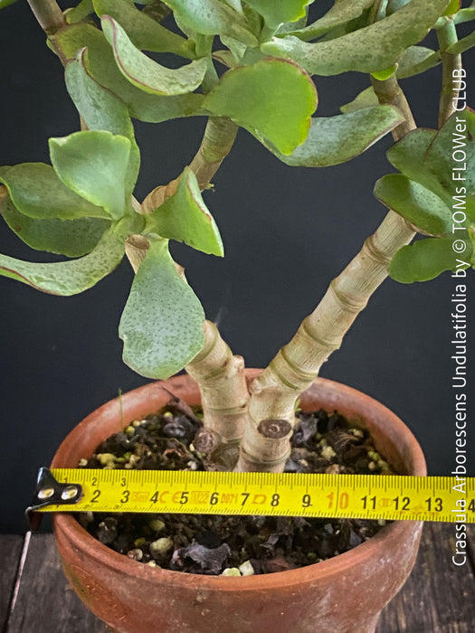 Crassula Arborescens Undulatifolia bonsai tree in clay pot, organically grown sun loving succulent plants for sale at TOMs FLOWer CLUB.