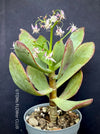 Crassula Arborescens Undulatifolia, organically grown sun loving succulent plants for sale at TOMs FLOWer CLUB.