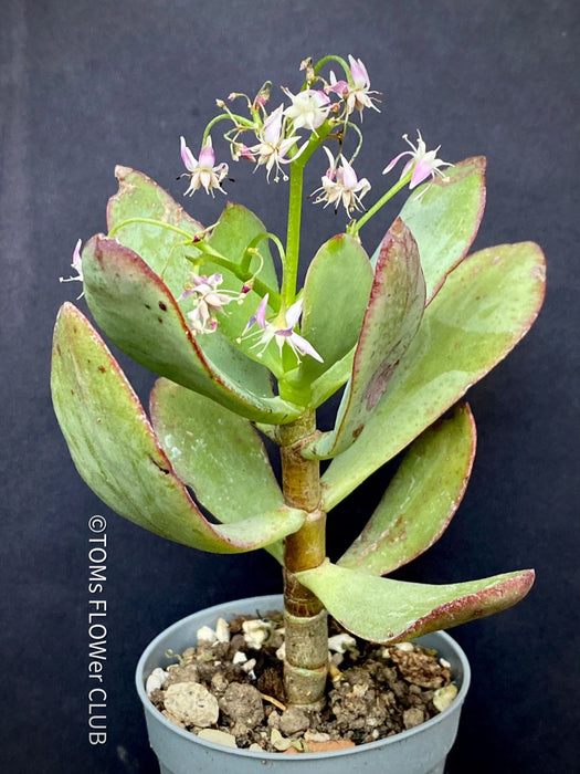 Crassula Arborescens Undulatifolia, organically grown sun loving succulent plants for sale at TOMs FLOWer CLUB.